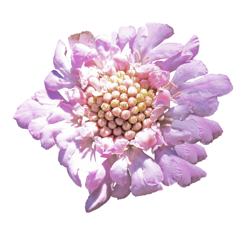 Pink flower cut out