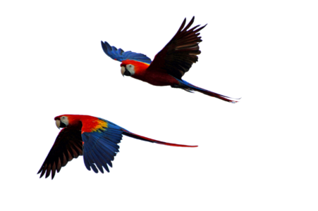 Flight parrot isolated