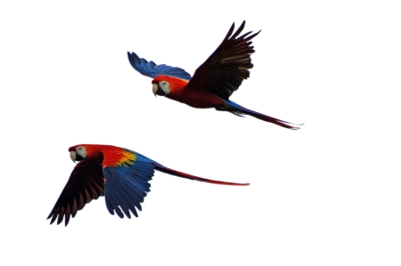 Flight parrot isolated
