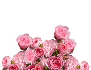 Romantic rose bloom pink