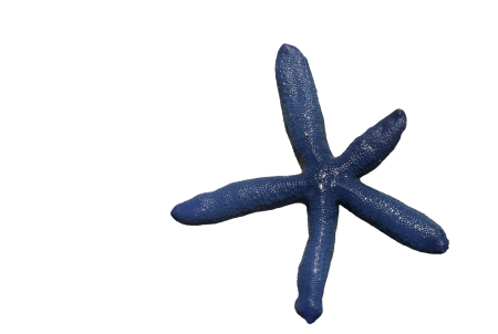 Prickly marine life sea animal