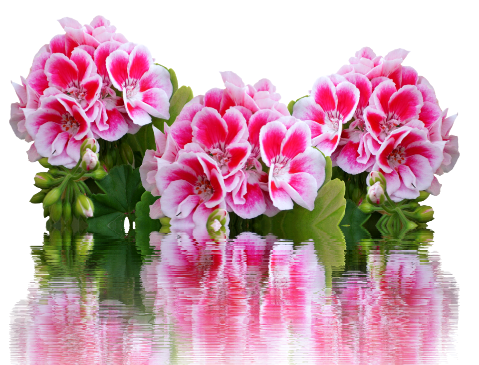 Balcony plant red flowers