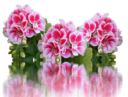 Balcony plant red flowers