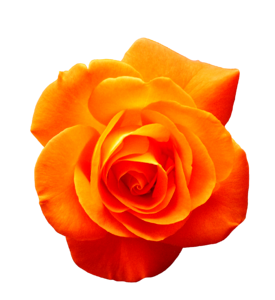 Bloom flower orange roses