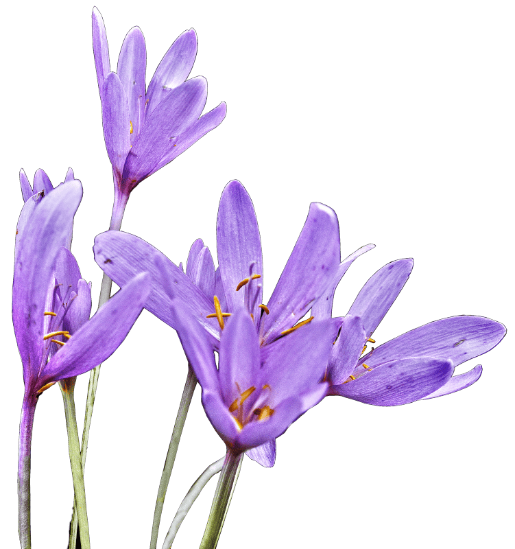 Autumn timeless colchicum autumnale plant
