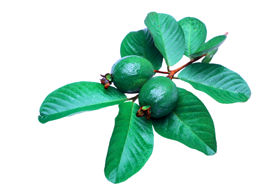 Leaf green guava png