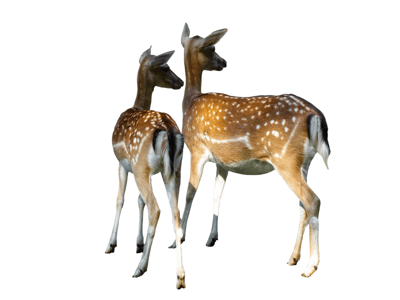 Fallow deer kitz mother and child