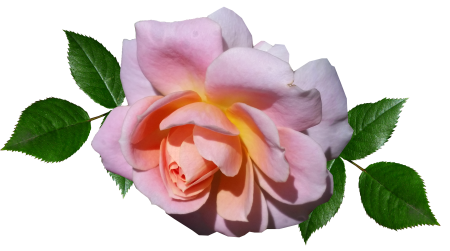 Romantic bloom garden