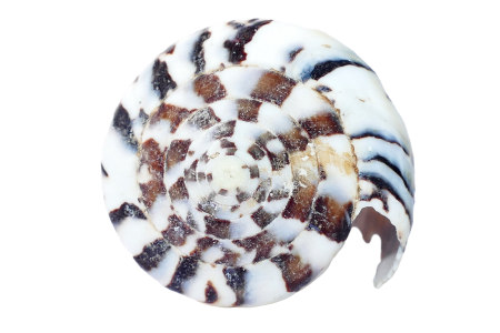 Beach vacation sea shells