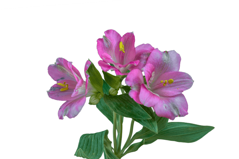 Blossom bloom lily