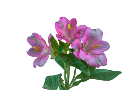Blossom bloom lily