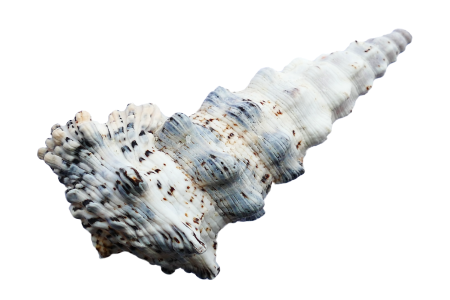 Beach vacation sea shells