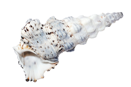 Beach vacation sea shells