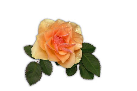 Flower blossom bloom
