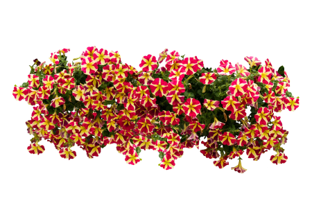 Bloom petunia isolated