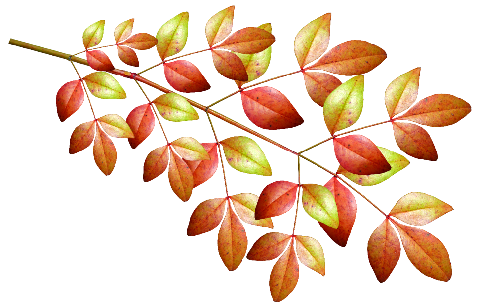Fall plant foliage