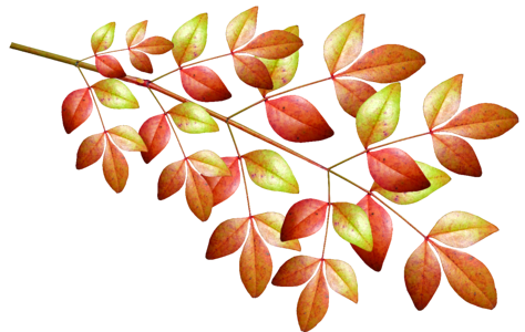 Fall plant foliage