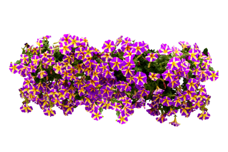 Bloom petunia isolated