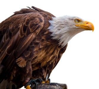 Bald eagle bill bird