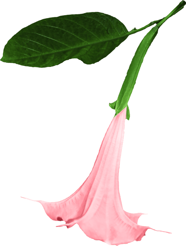 Flower clipping graphics