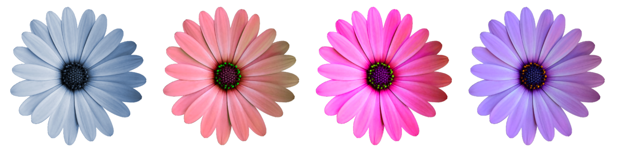Color close up daisy
