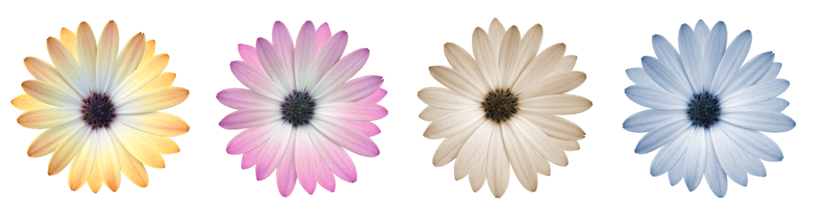 Color close up daisy