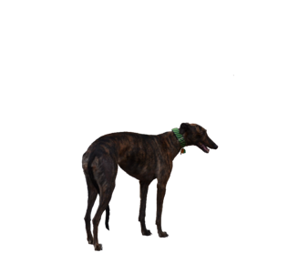 Retired cutout isolated