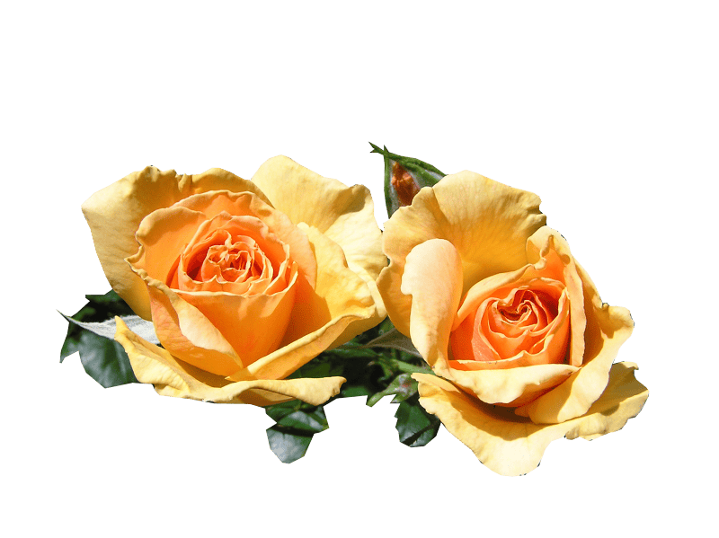Fragrant cut out isolated