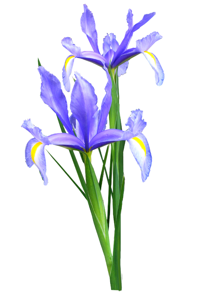 Blue plant bulb