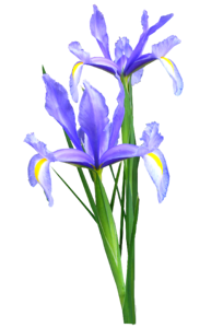 Blue plant bulb
