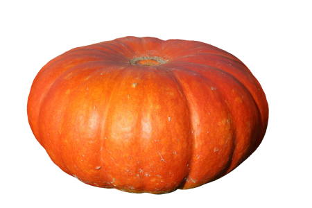 Autumn cucurbita maxima choose
