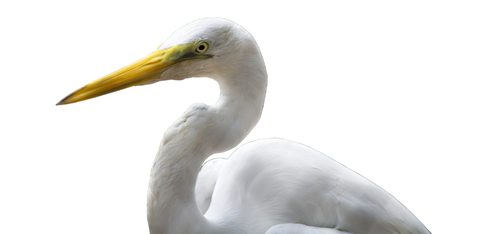 White yellow plumage