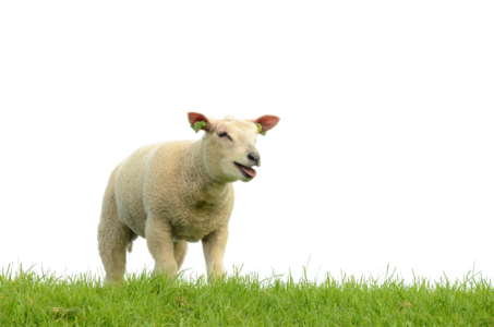 Lamb wool pasture