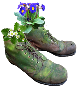 Boots moss primroses