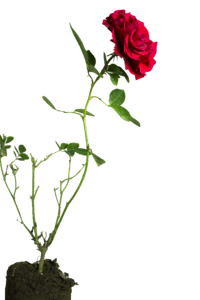 Rose flower green