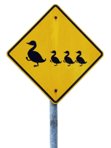 Ducks caution attention