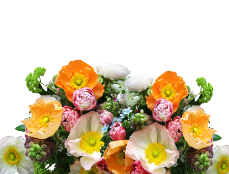 Blossom bloom plant