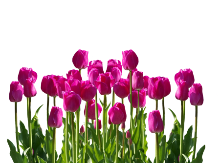 Cut flowers flowers pink