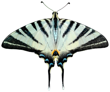 Ali moth papilionidae