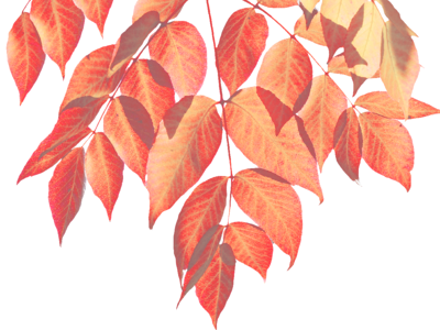 Leaf colorful leaf foliage leaf