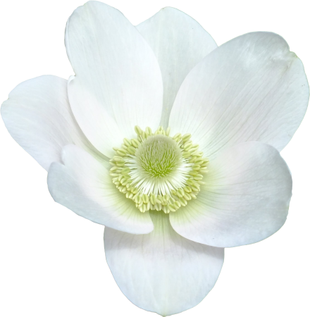 Anemone