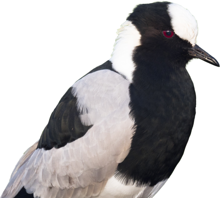 Blacksmith plover