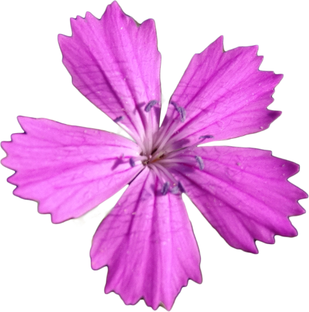 Campion