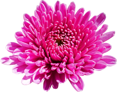 Chrysanthemum