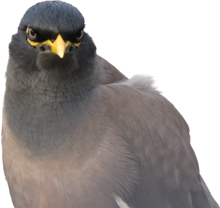 Common myna