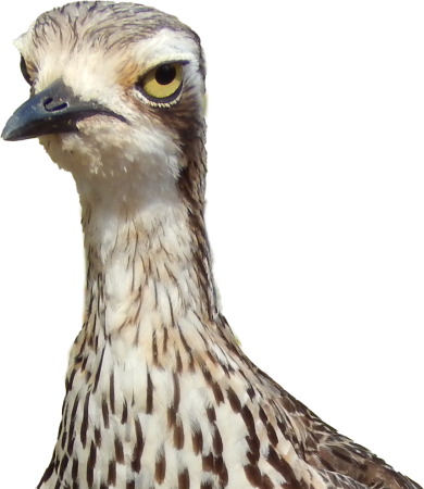 Curlew