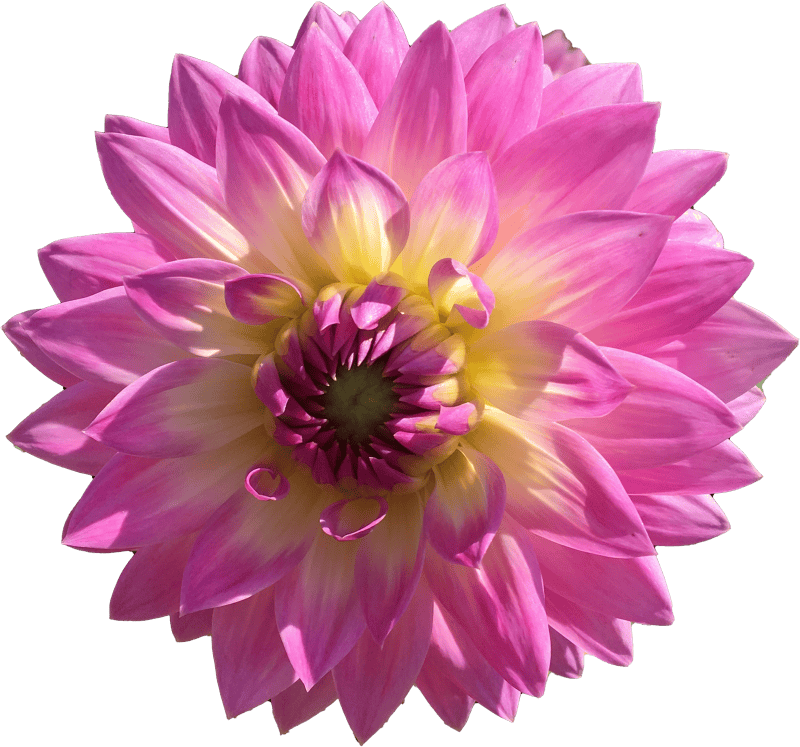 Dahlia