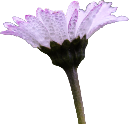 Daisy