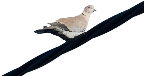 Dove