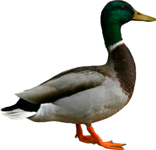 Duck